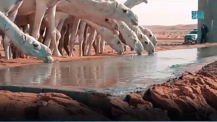 بالفيديو.. أمير القصيم يدشن موارد سقيا الماء في النقع وطريق «قبة – سامودة»