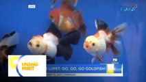 Go, go, go goldfish! Tagisan ng goldfish, LIVE sa Unang Hirit! | Unang Hirit