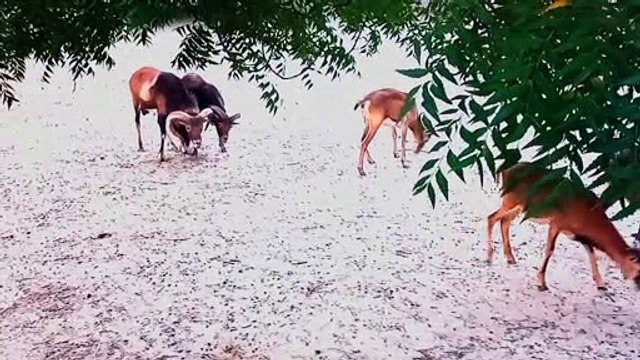 Beautiful Big Horn Sheeps with Relaxation music for stress relife