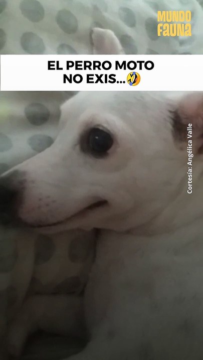Nadie te va a querer con ese carácter 'Firulais'...