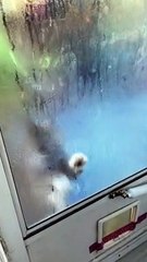 Clancy Asks to Be Let In