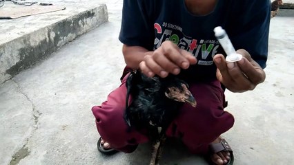 Doctor treatment the birds at home safley