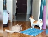 kid's masti- funny videos#10||cats and dogs masti karte hua