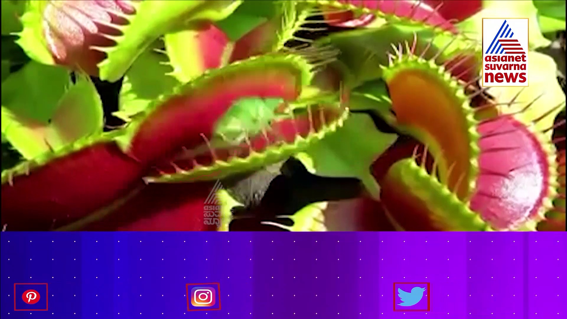 ಪ್ರಾಣಿಗಳು ಸಸ್ಯ ತಿನ್ನೋದು ಗೊತ್ತು, ಸಸ್ಯಗಳು ಮಾಂಸ ತಿನ್ನೋದು ಗೊತ್ತಾ?