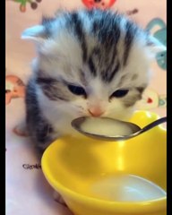 Kucing lucu gemesin | Chocorama