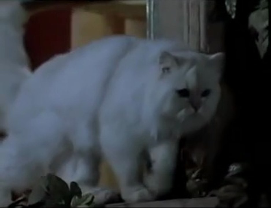 Cat comedy video Hindi dubbet - funy video - video Dailymotion