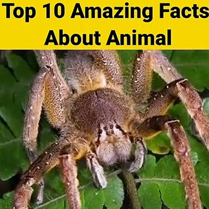 Jke, "Facts About Animals "| Amazing facts | Random Facts#Shorts#Short #YoutubeShorts#Anandfacts