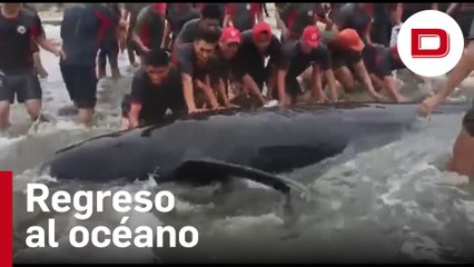 Hacen regresar al mar una ballena varada en la costa de Ecuador