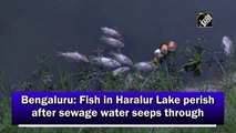 Bengaluru: Fish in Haralur Lake perish after sewage water seeps through