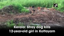 Kerala: Stray dog kills 12-year-old girl in Kottayam