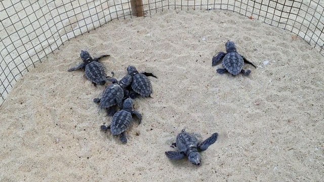 Lampedusa, nate 499 tartarughe Caretta caretta: dalla schiusa in spiaggia all'incontro con il mare