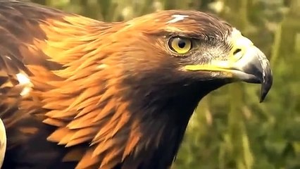 Big Mistake Eagle Provoked Baby Leopard And The Unexpected _ Mother Leopard Fail To Save Her Baby || ANIMALCLICKOFFICIAL ||