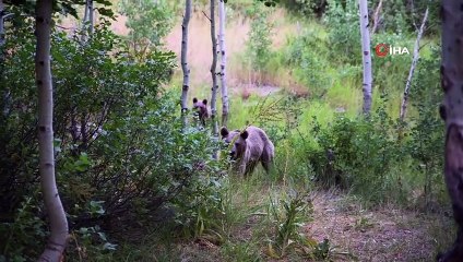 Korku dolu anlar kamerada! Bitlis’te aç ayılar insanlara saldırdı