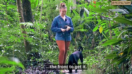 Beautiful dog training Muzzle training | Dog training