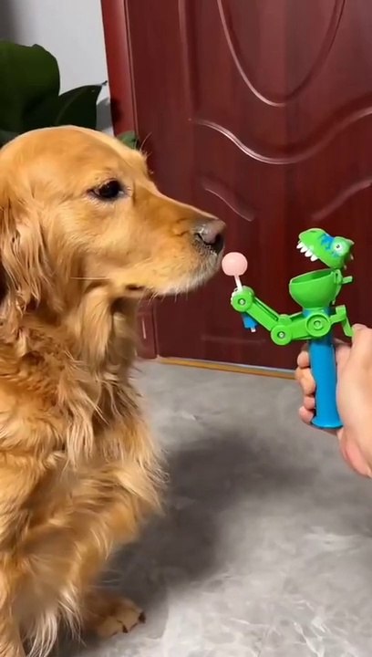 funny dog playing doll