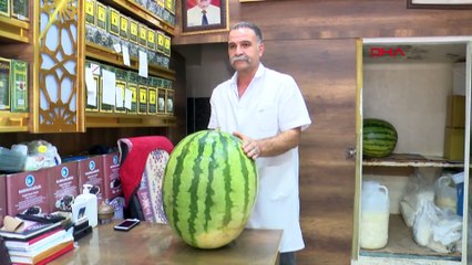 137 Diyarbakır karpuzu yarışıyor