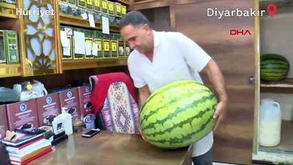 137 Diyarbakır karpuzu, festivaldeki yarışma için soğuk hava deposunda