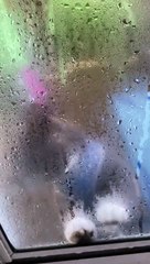 Clancy Asks to Be Let In