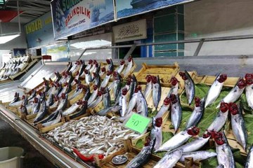 Balık bollaşınca fiyatlar 50 TL'ye geriledi