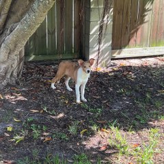 Rescuing Puppies Found in a Garbage Bin