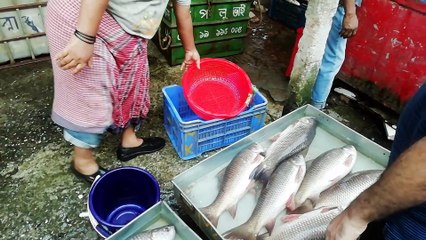 Mountain of fish video || More natural fish Collection || Two hour Fish Market
