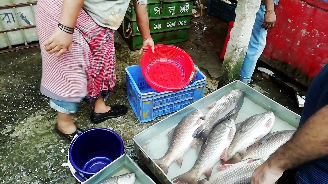 Mountain of fish video || More natural fish Collection || Two hour Fish Market