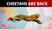Cheetah reintroduction in India after 70 years: How will they be transported from Namibia to India?