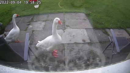 Glen the Goose Visits for Zoomies