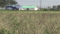 [녹색] 기계 수확 가능한 참깨 신품종 '하니올' 개발 / YTN