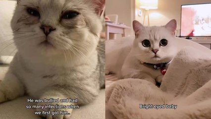 Ill-treated cat finds a loving family and becomes the cutest version of himself