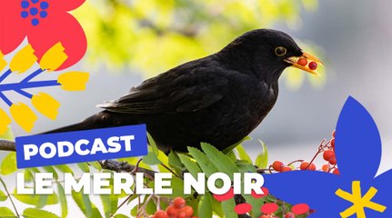Le merle noir  | Brèves de nature sauvage à Paris | Paris Podcast