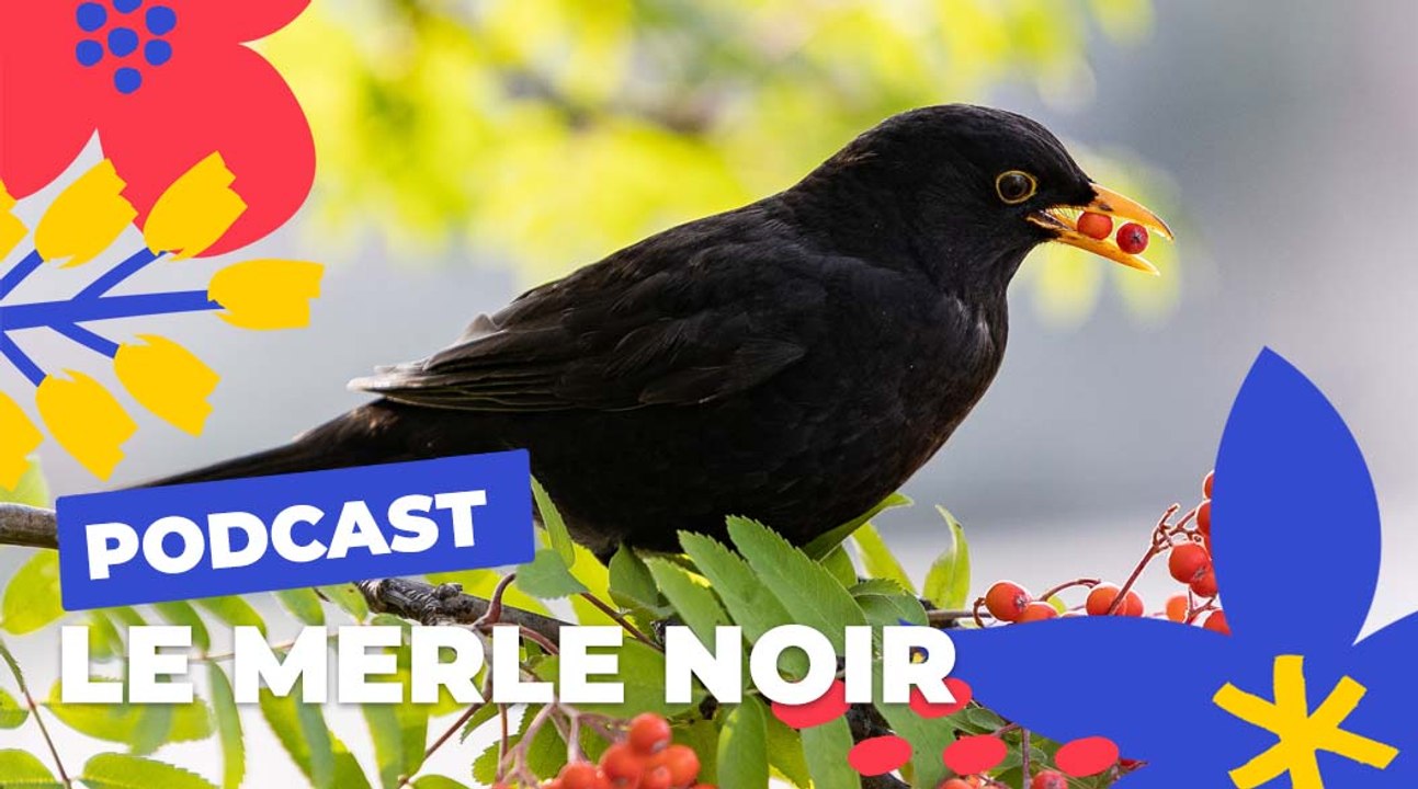 Le merle noir  | Brèves de nature sauvage à Paris | Paris Podcast