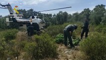 La Guardia Civil ha intervenido más de 1.000 plantas de marihuana en un monte valenciano.