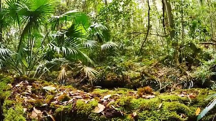 Amazon Wildlife In 4K  Animals That Call The Jungle Home