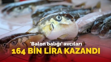 'Balon balığı' avcıları 164 bin lira kazandı