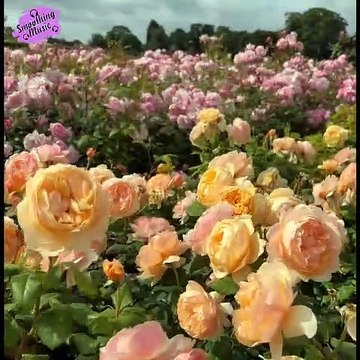 Morning Music For Pure Clean Positive Energy Vibration Music For Meditation, Stress Relief, Healing