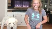 6 y/o labrador LOVES it when his owner plays piano