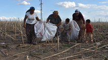 Çoluk çocuk tarla döküntülerini toplayıp ekmek parası çıkarıyorlar