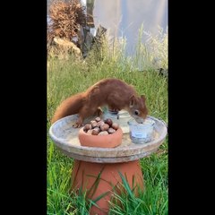 baby animals Videos Compilation  funny animal videos 2023 2022