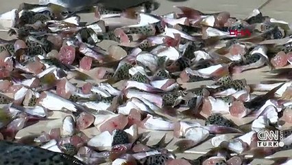 'Balon balığı' avcıları 164 bin lira kazandı