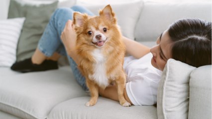 The heartbroken family’s relief as their stolen dog is found a year later