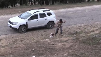 Üniversite öğrencisi eğitimli köpekle trüf mantarı arıyor