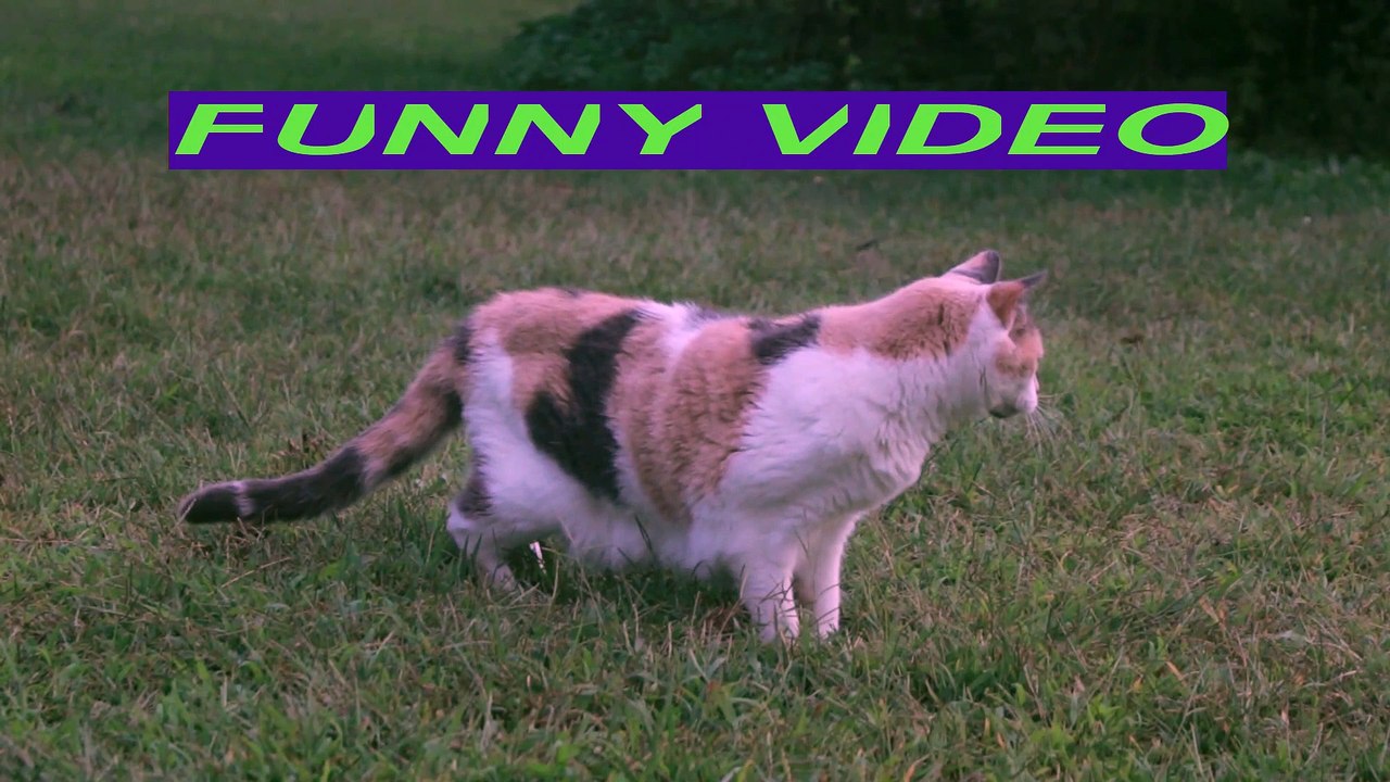 FUNNY VIDEO