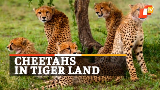Cheetahs In Land Of Tiger - EIght Cheetas Brought From Namibia To India