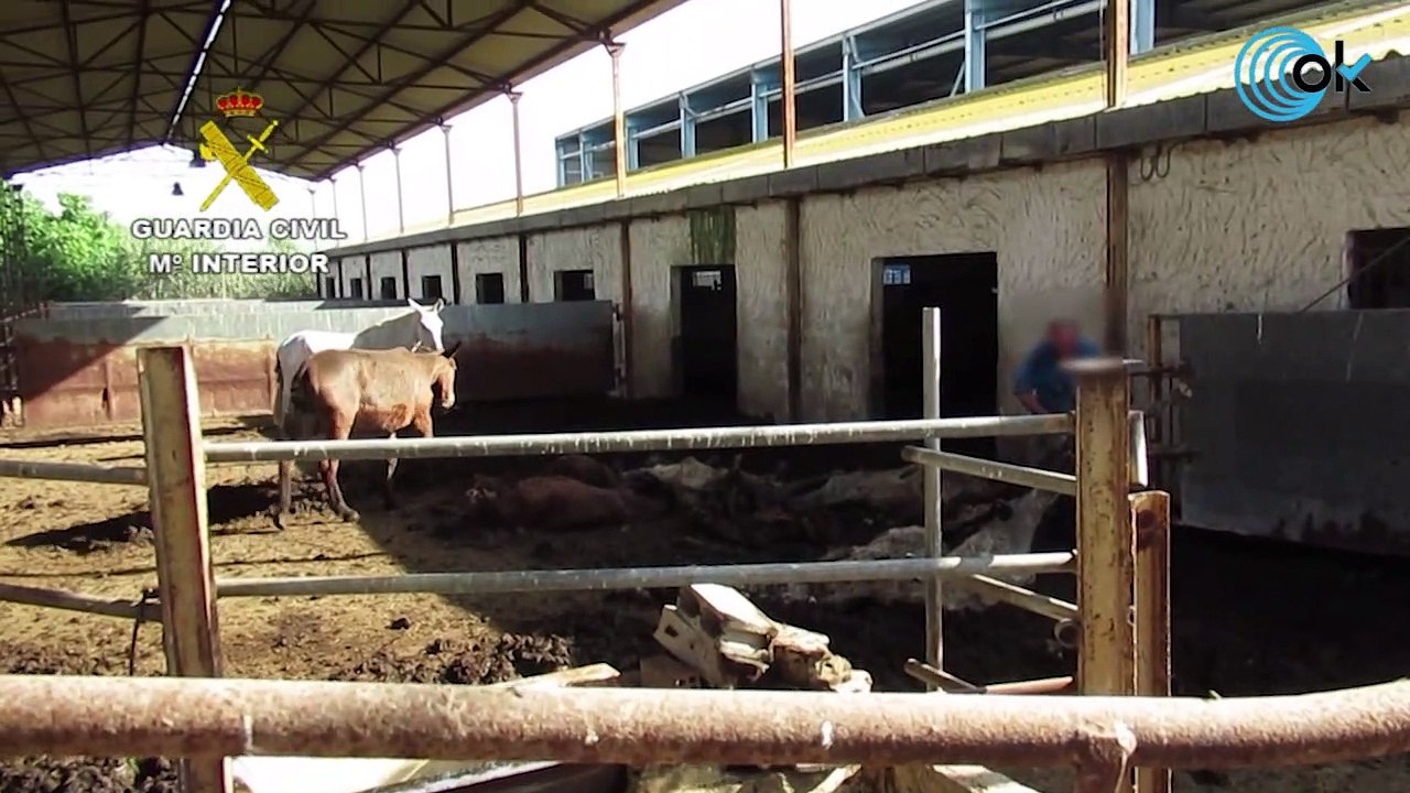 Investigado un propietario por tener 35 caballos en estado "deplorable"