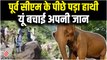 पूर्व CM Trivendra Singh Yadav के पीछे पड़ा हाथी, चट्टान पर चढ़कर बचाई जान