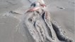 Un cadavre de calamar géant échoué sur une plage en nouvelle-Zélande