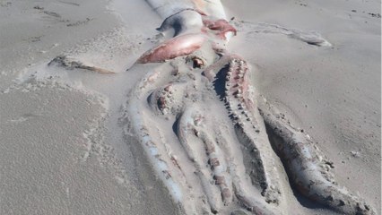 Un cadavre de calamar géant échoué sur une plage en nouvelle-Zélande