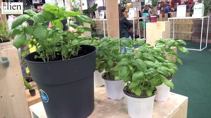 Basilic Prospera® lauréat du concours Innovert® 2022