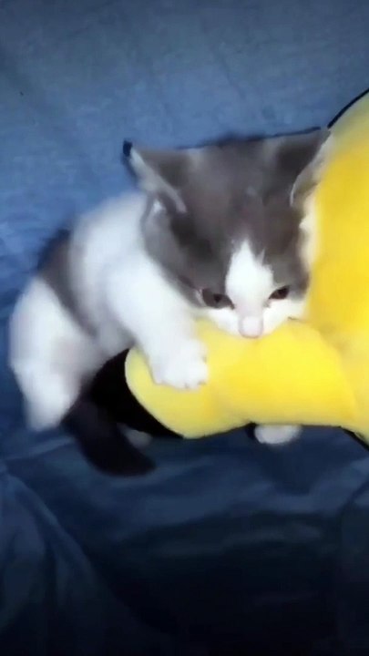 Funny cat playing 